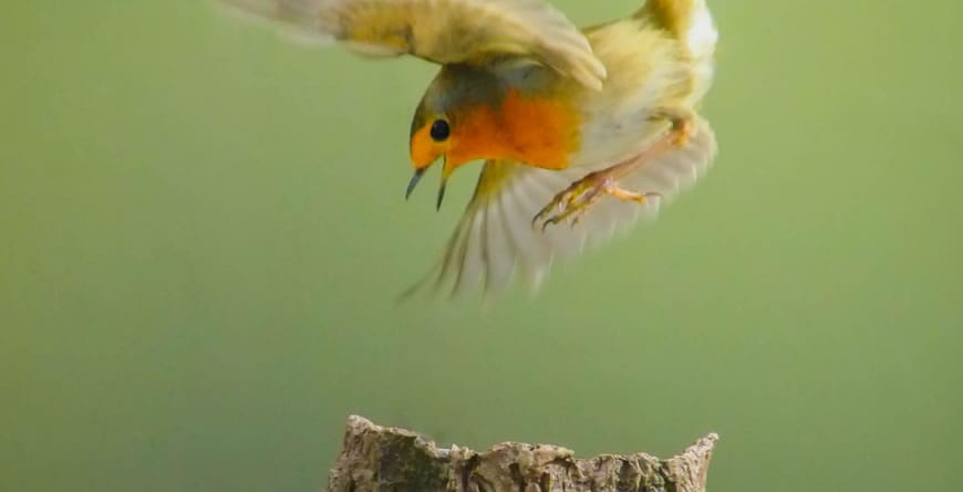 The Science of Habits: How to Cultivate Success-Supporting Behaviors